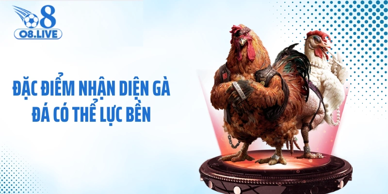 Đặc điểm nhận diện gà đá có thể lực bền