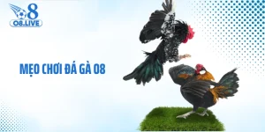 Mẹo Chơi Đá Gà O8