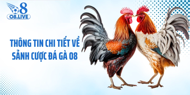 Thông tin chi tiết về sảnh cược đá gà O8